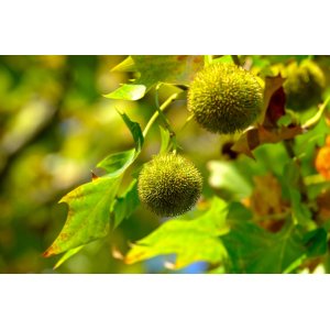 Gaštan jedlý (Castanea Sativa) ´BOUCHE DE BETIZAC´ - výška 350-400 cm, kont. C45L, obvod kmeňa 8/10 cm